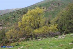 Acer monspessulanum subsp. monspessulanum (Acero minore o trilobo)