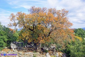 Acer monspessulanum subsp. monspessulanum (Acero minore o trilobo) in veste autunnale