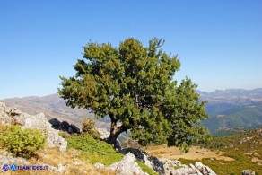 Acer monspessulanum subsp. monspessulanum (Acero minore o trilobo)