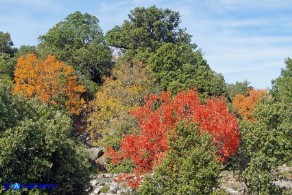 Acer monspessulanum subsp. monspessulanum (Acero minore o trilobo) in veste autunnale