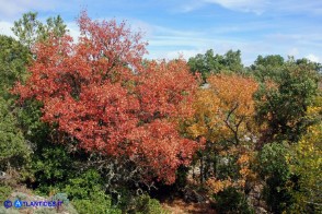 Acer monspessulanum subsp. monspessulanum (Acero minore o trilobo) in veste autunnale