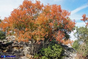 Acer monspessulanum subsp. monspessulanum (Acero minore o trilobo) in veste autunnale
