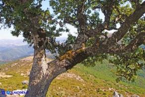 Acer monspessulanum subsp. monspessulanum (Acero minore o trilobo)
