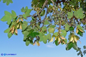 Acer monspessulanum subsp. monspessulanum (Acero minore o trilobo): i frutti (samare)