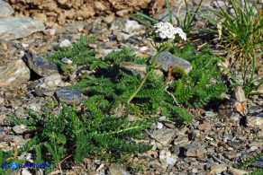 Achillea millefolium (Achillea millefoglie)