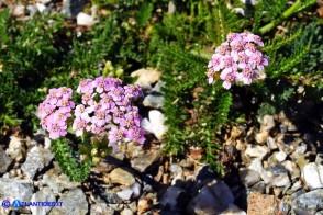 Achillea millefolium (Achillea millefoglie)