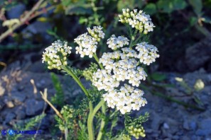 Achillea millefolium (Achillea millefoglie)