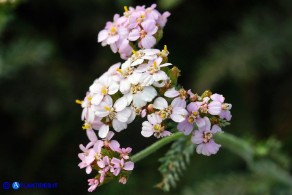 Achillea millefolium (Achillea millefoglie)