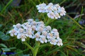 Achillea millefolium (Achillea millefoglie)