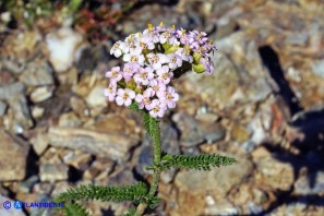 Achillea millefolium (Achillea millefoglie)