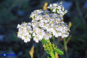 Achillea millefolium (Achillea millefoglie)