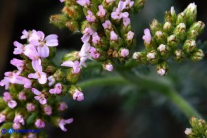 Achillea millefolium (Achillea millefoglie)