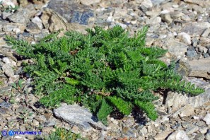 Achillea millefolium (Achillea millefoglie)