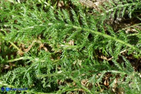 Achillea millefolium (Achillea millefoglie)