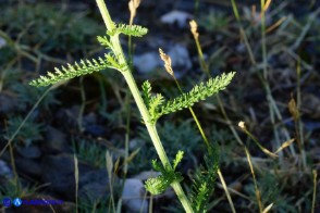 Achillea millefolium (Achillea millefoglie)