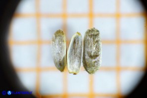 Achillea millefolium (Achillea millefoglie): gli acheni