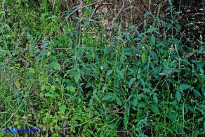 Achyranthes sicula (Achirante siciliana)