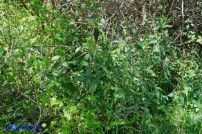 Achyranthes sicula (Achirante siciliana)