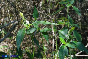 Achyranthes sicula (Achirante siciliana)