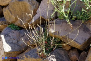 Achyranthes sicula (Achirante siciliana)