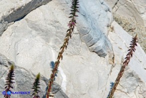 Achyranthes sicula (Achirante siciliana)