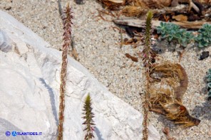 Achyranthes sicula (Achirante siciliana)