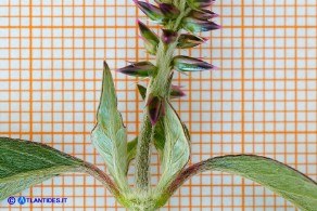 Achyranthes sicula (Achirante siciliana)
