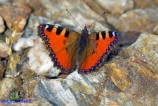 Aglais ichnusa (Vanessa sarda)
