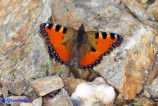 Aglais ichnusa (Vanessa sarda)