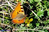 Aglais ichnusa (Vanessa sarda)