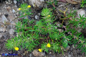 Ajuga chamaepitys (Camepizio)