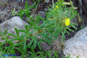 Ajuga chamaepitys (Camepizio)