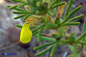 Ajuga chamaepitys (Camepizio)