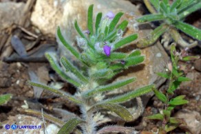 Ajuga iva subsp. iva (Iva moscata)