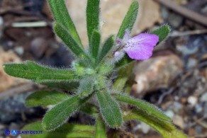 Ajuga iva subsp. iva (Iva moscata)