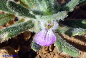 Ajuga iva subsp. iva (Iva moscata)