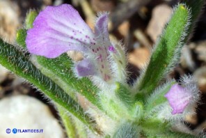 Ajuga iva subsp. iva (Iva moscata)