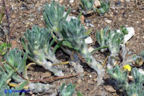 Ajuga iva subsp. pseudoiva (Iva moscata gialla)