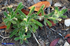 Ajuga iva subsp. pseudoiva (Iva moscata gialla)