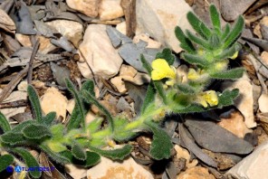 Ajuga iva subsp. pseudoiva (Iva moscata gialla)