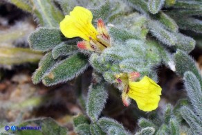 Ajuga iva subsp. pseudoiva (Iva moscata gialla)