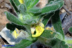 Ajuga iva subsp. pseudoiva (Iva moscata gialla)