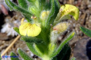 Ajuga iva subsp. pseudoiva (Iva moscata gialla)