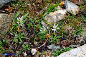 Allium chamaemoly subsp. chamaemoly (Aglio minuscolo)