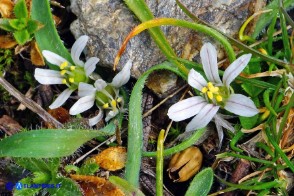 Allium chamaemoly subsp. chamaemoly (Aglio minuscolo)