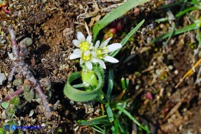 Allium chamaemoly subsp. chamaemoly (Aglio minuscolo)