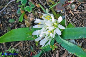 Allium chamaemoly subsp. chamaemoly (Aglio minuscolo)