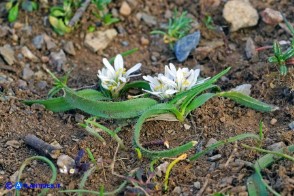 Allium chamaemoly subsp. chamaemoly (Aglio minuscolo)