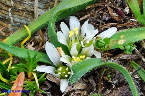 Allium chamaemoly subsp. chamaemoly (Aglio minuscolo)