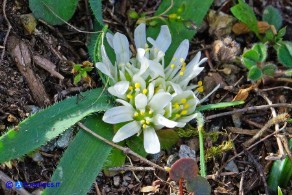 Allium chamaemoly subsp. chamaemoly (Aglio minuscolo)